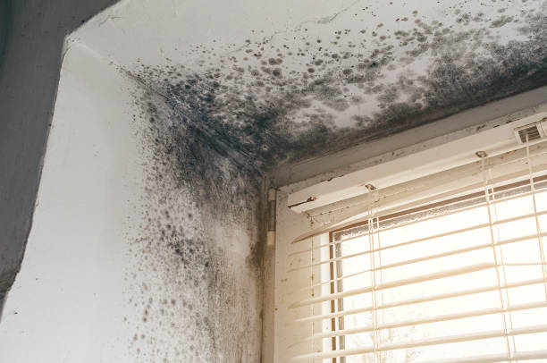Affordable Mold Cleanup solutions in Clinton, MI